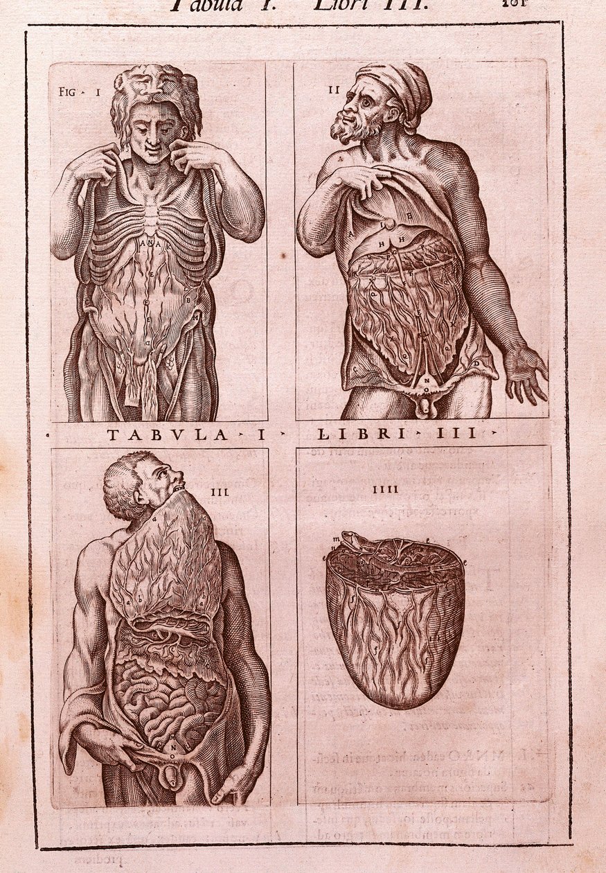 Anatomisk tavla som representerar: dimensionerna, musklerna i magen, tarmarna och magen. Gravyr i "" Anatomia Corporis Humani "" av Juan Valverde De Amusco (1525-1588). Tabell I, Bok III. Barcelona. Biblioteca de Catalunya (Nationalbiblioteket i Ca av Unknown artist