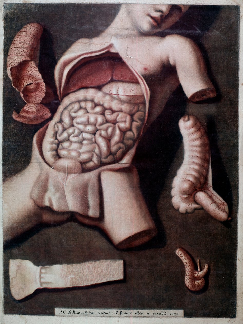 Anatomisk tavla som representerar insidan av en människas buk: mage, mage. 1742. Privat samling av Unknown artist