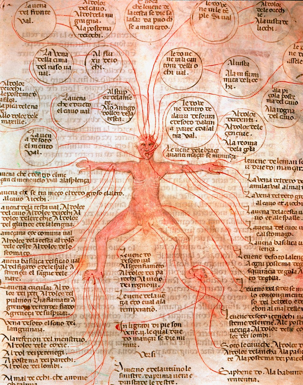 Anatomiskt diagram som illustrerar blodcirkulationen Miniatyr från manuskriptet "" De surgia""" 1200-talets Venedig Biblioteca Marciana av Unknown artist