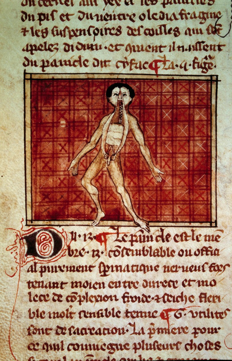 Anatomisk figur: skal, bröstet öppet. Miniatyr från manuskriptet "" Surgery" (Folio 11v) skriven av Henri de Mondeville (kirurg hos Philippe Le Bel professor i anatomi) av Unknown artist