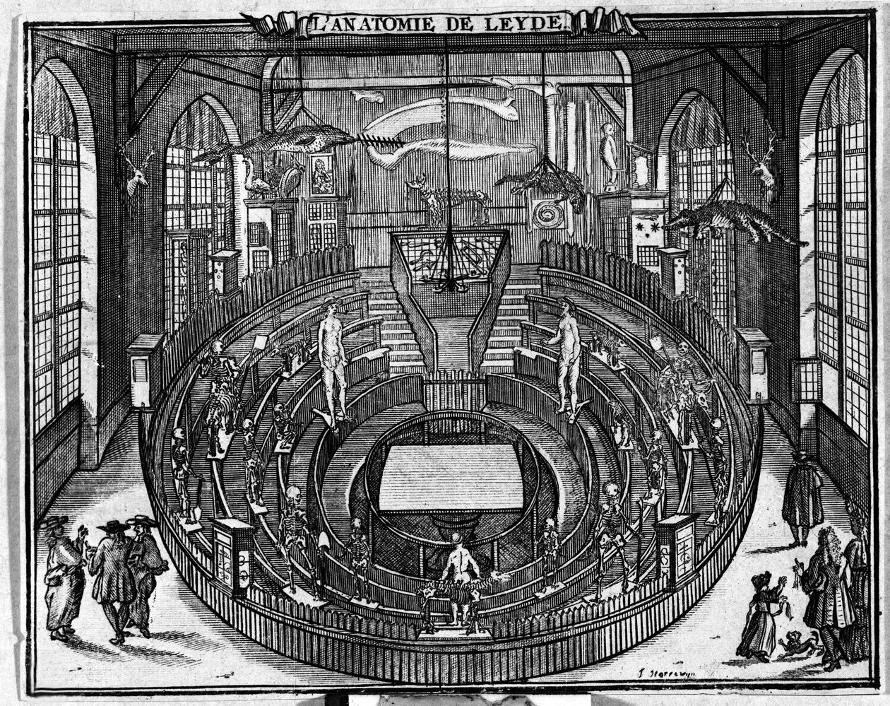 Anatomisk teater vid universitetet i Leiden, slutet av 1600-talet. av Unknown artist
