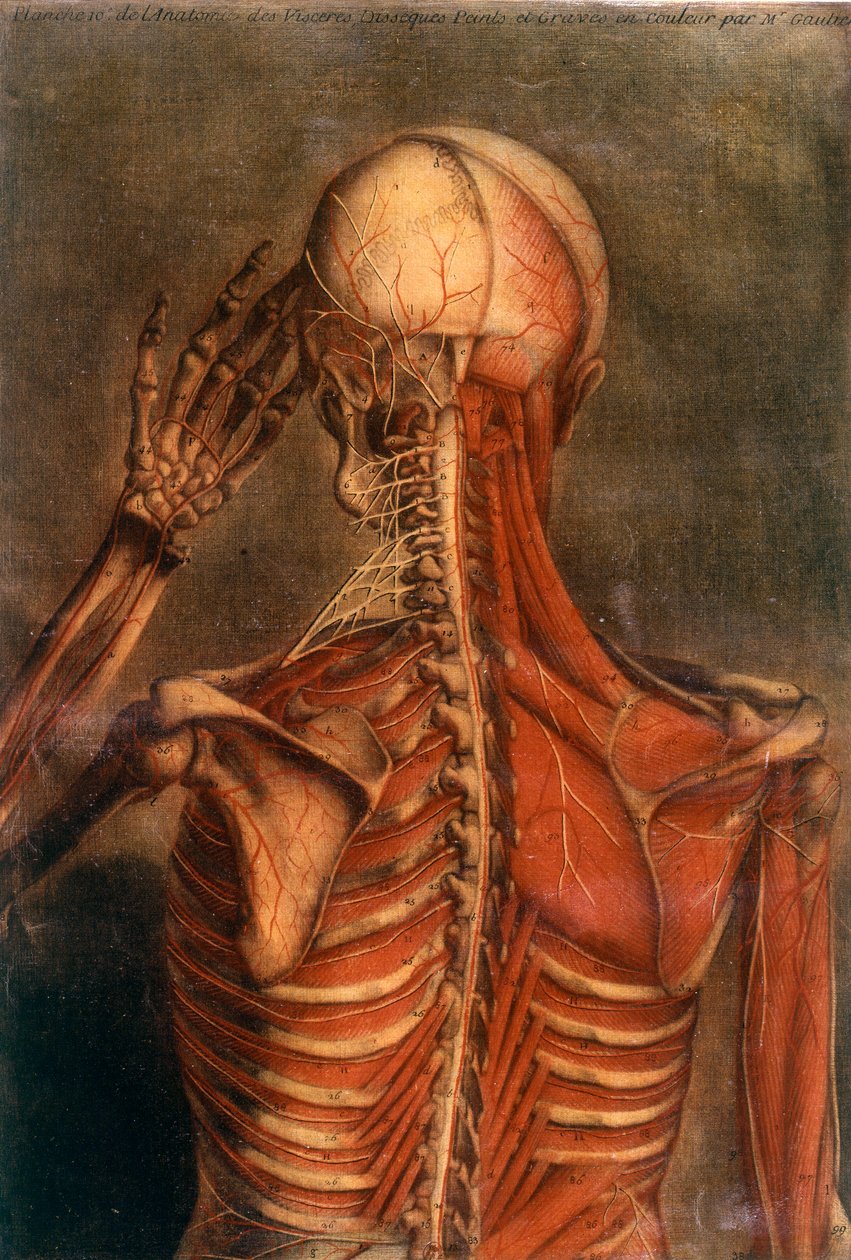 Människokroppens anatomi: bark sedd bakifrån. 1700-talets medicinska nämnd Paris, B.N. av Unknown artist
