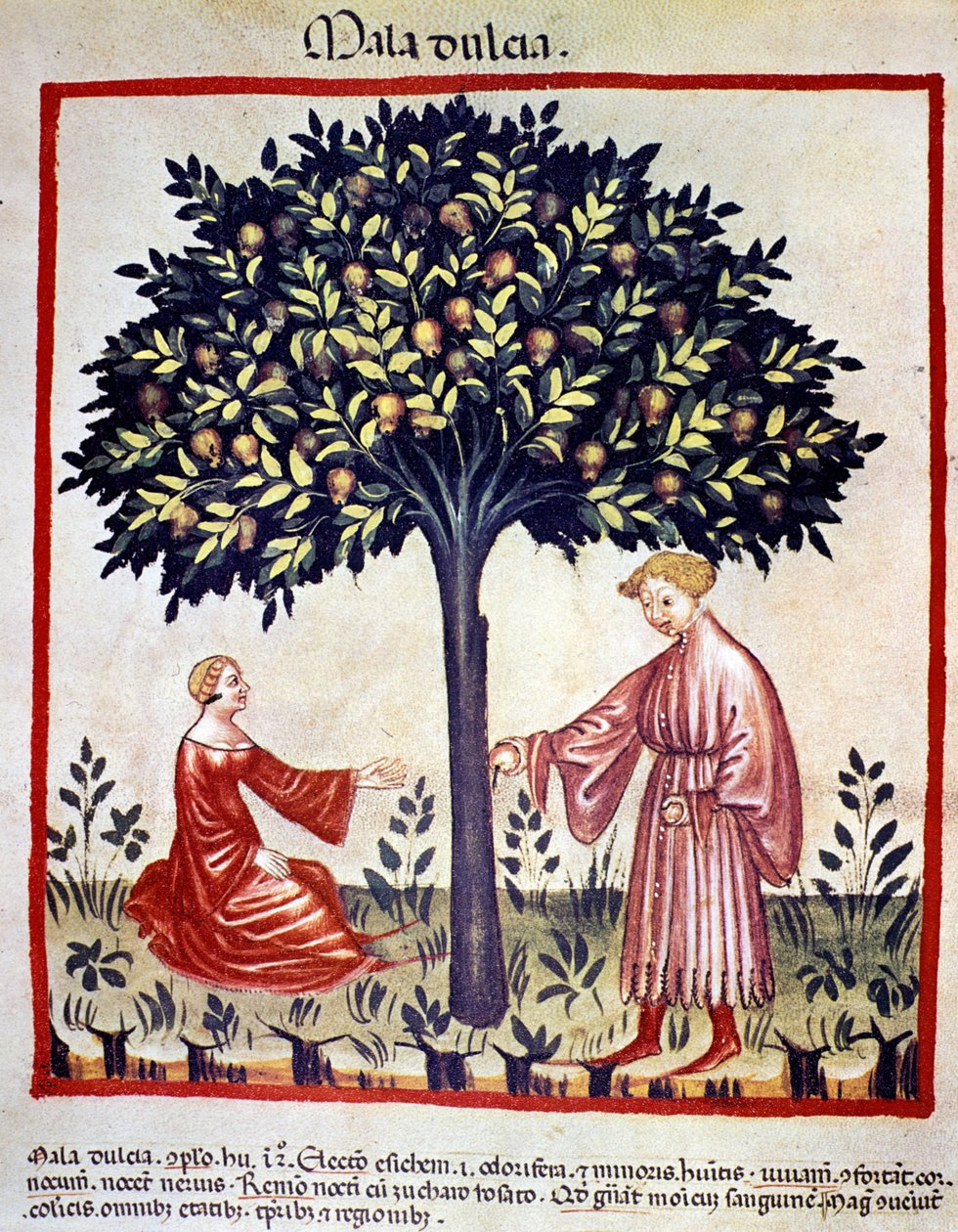Äpplen plockar. Belysning från mjölkning av medicin och diet "" Tacuinum sanitatis"" av Unknown artist
