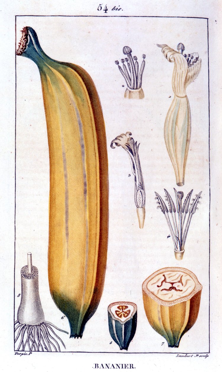 Bananträd - gravyr av 1800-talet. av Unknown artist