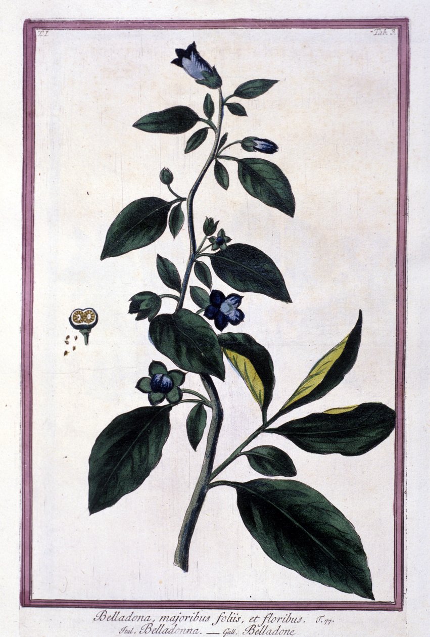 Belladonna, blommor och bär. Giftig växt som används i medicin. Gravyr efter ett 1800-talsherbarium. av Unknown artist