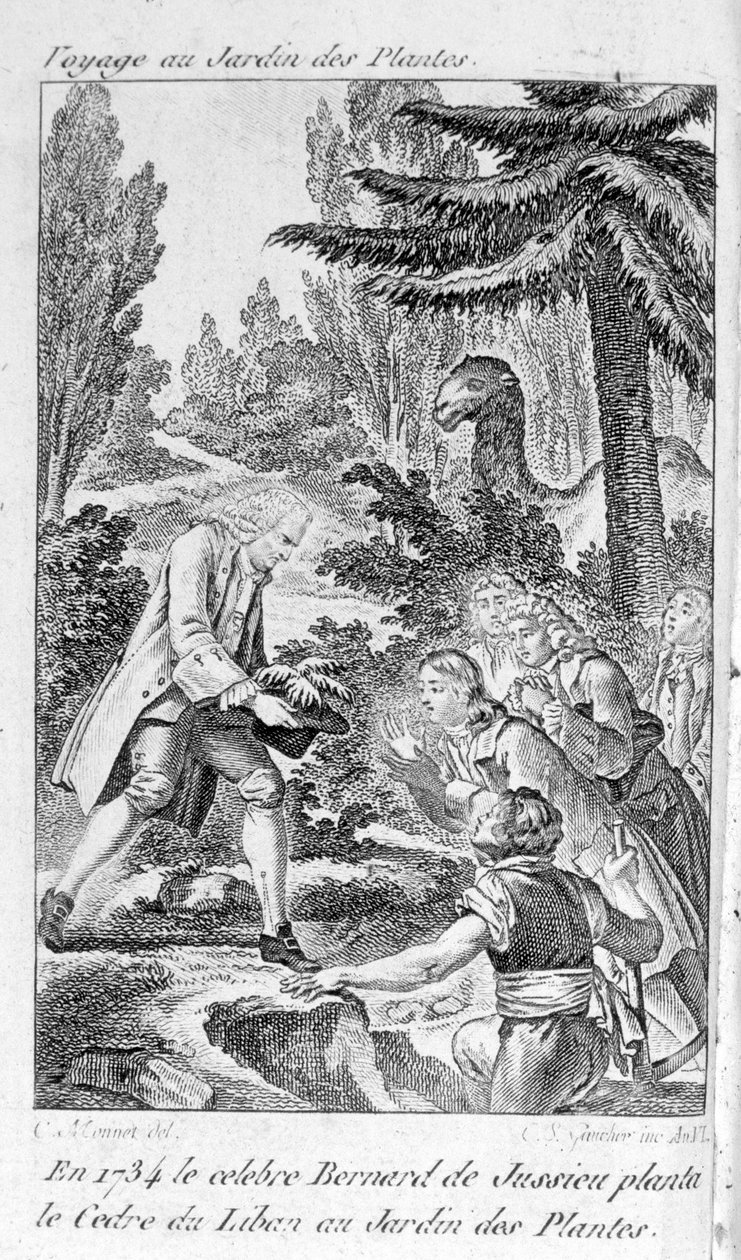 Bernard de Jussieu, fransk botaniker (1699-1777) planterar en ceder från Libanon i växternas trädgård i Paris av Unknown artist