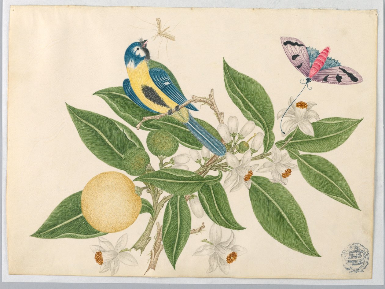 Fågel på en orange gren, med fjäril av Unknown artist