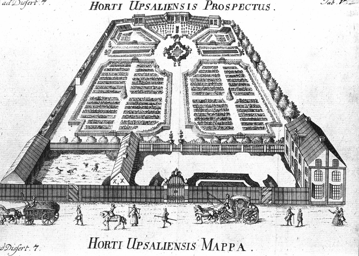 Botaniska trädgården - HORTI UPSALIENSIS prospektiv och plan. av Unknown artist