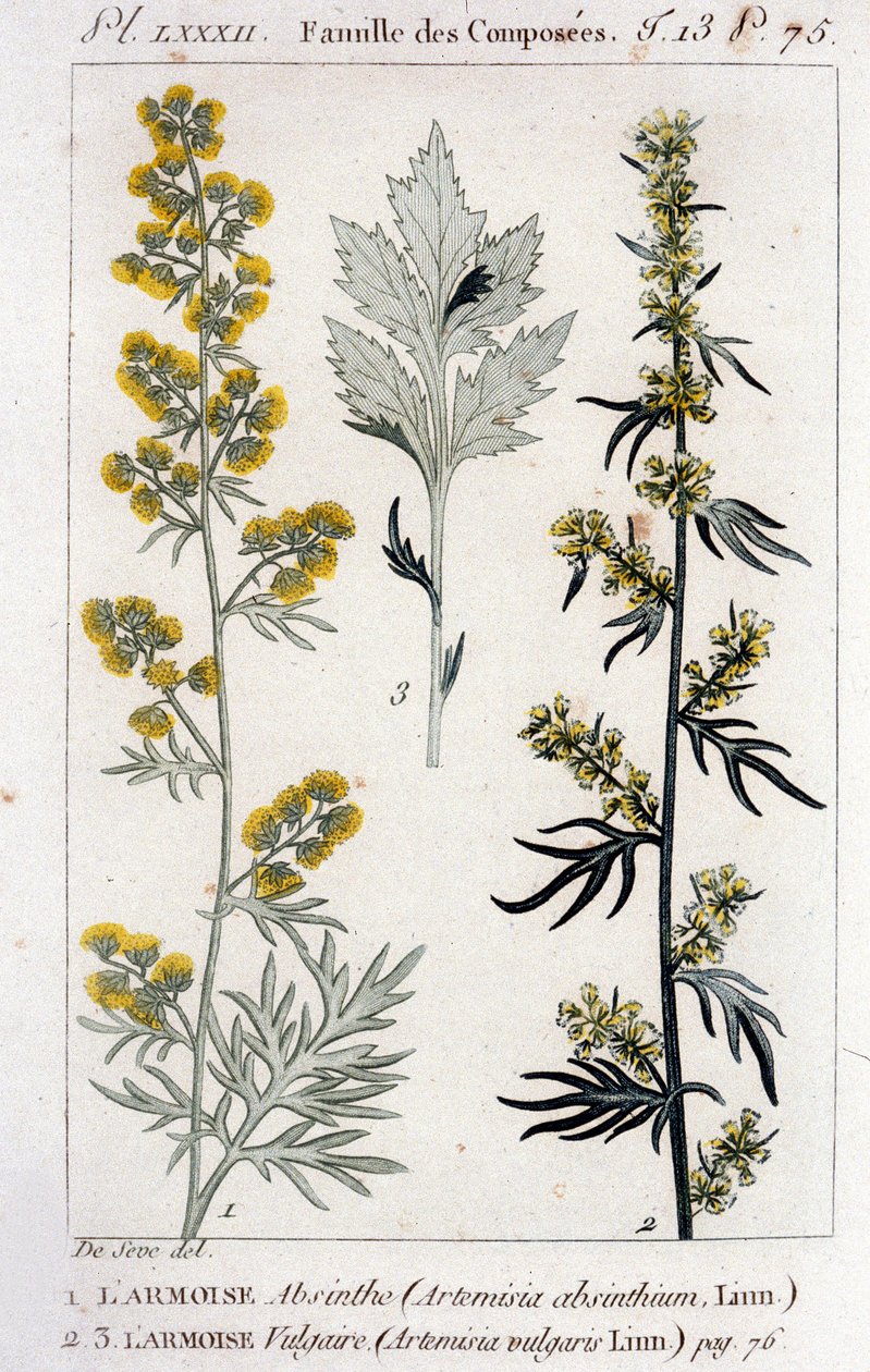 Botanisk platta: Sagebrush Absinthe (Artimisia Absinthium) och Sagebrush Vulgaris (Artimisia Vulgaris). Gravyr från 1700-talet av Unknown artist