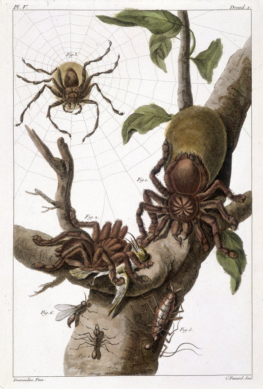 Botanisk tavla: 1) Surinam spindel på guajave och larvkokong 2) samma spindel som slukar en kolibri därav namnet Aranea avicularia Linn 3) Spindeljägare av Linneus, Surinam 4) Surinam myra 5) Nymf från denna myra 6) Bevingad myra - i "" Detta q? Det är mer av Unknown artist