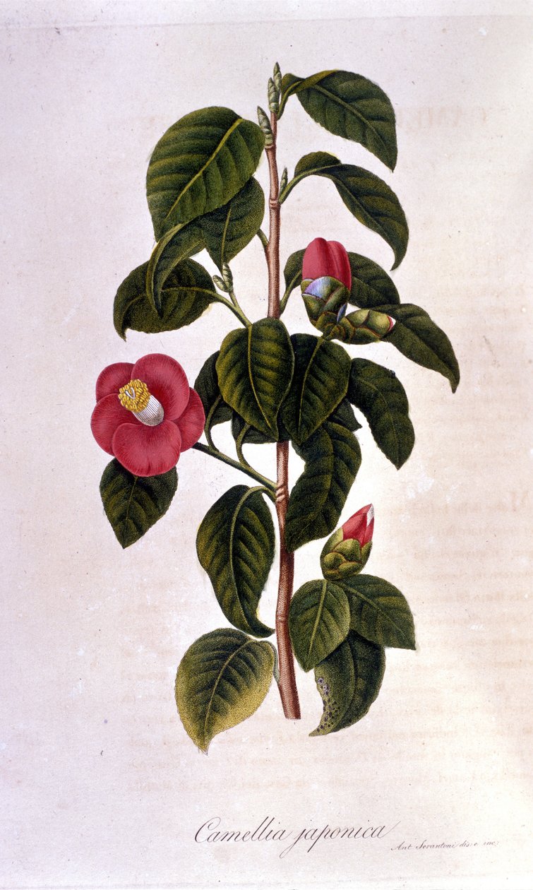 Botanisk styrelse: Camelia från Japan. 1800-talsgravyr av Unknown artist