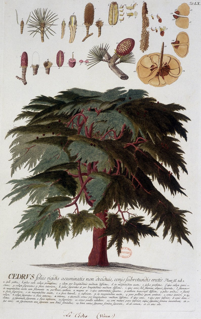 Botanisk tavla: Cedar. n.d. 1800-talet. av Unknown artist