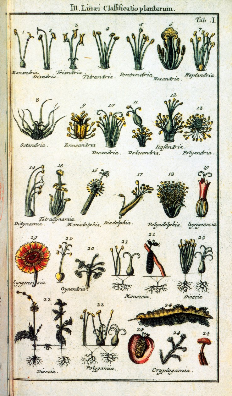 Botanisk styrelse: Klassificering av växter av Carl von LINNE (1707-1778), svensk naturforskare i "" Compendium Botanices Systematis Linnean ". Utgåva av Unknown artist