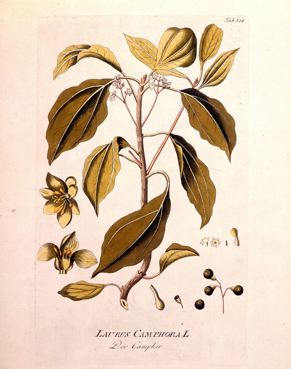 Botanisk tavla: kamfer (Laurus Camphora). Gravyr i "" da Icons Plantarum medicinalium"" av Joseph Jacob von Plenck, österrikisk läkare och botaniker (1738-1807), Wien 1791. av Unknown artist