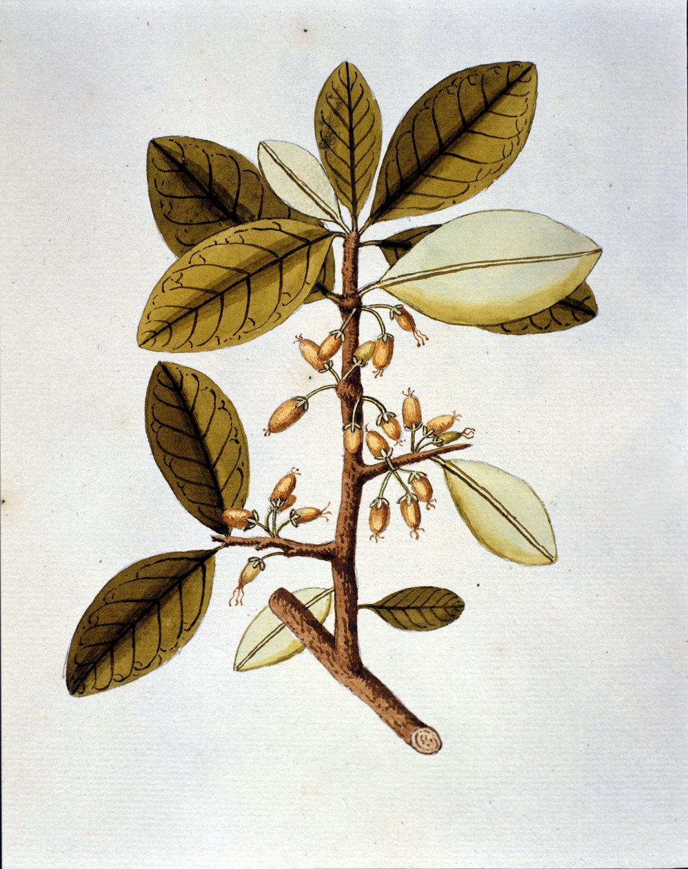 Botanisk tavla som föreställer kokaplantan (Erytroxilum Havanense) från Nicolas Joseph Jacquins herbary "Selectarum Stirpium Americanarum Historia". sd tidigt 1700-tal. av Unknown artist