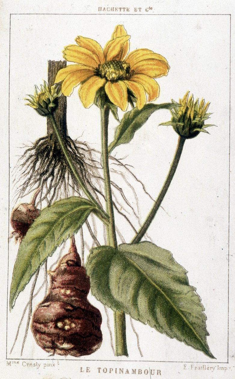 Botanisk tavla som föreställer en jordärtskocka. av Unknown artist