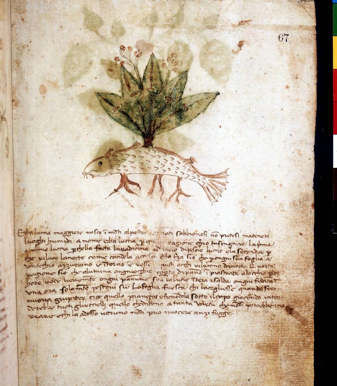 Botanisk tavla som representerar gräset "luccia maggiore"" eller gäddformat gräs. Riminis bibliotek av Unknown artist