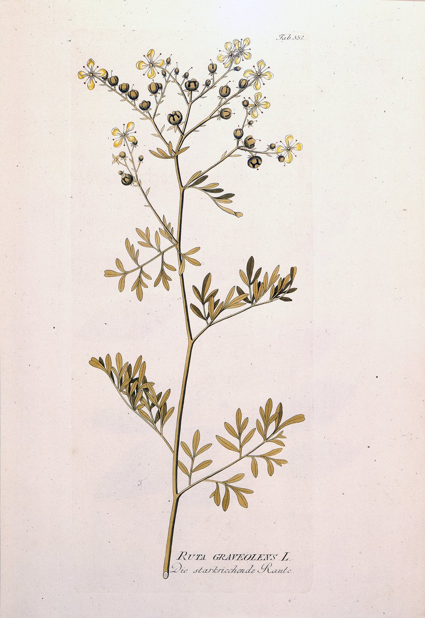 Botanisk styrelse: rue officinale (Ruta graveolens). I "Icons of Medicinal Plants" av J.J.Plenck, Wien, Österrike av Unknown artist