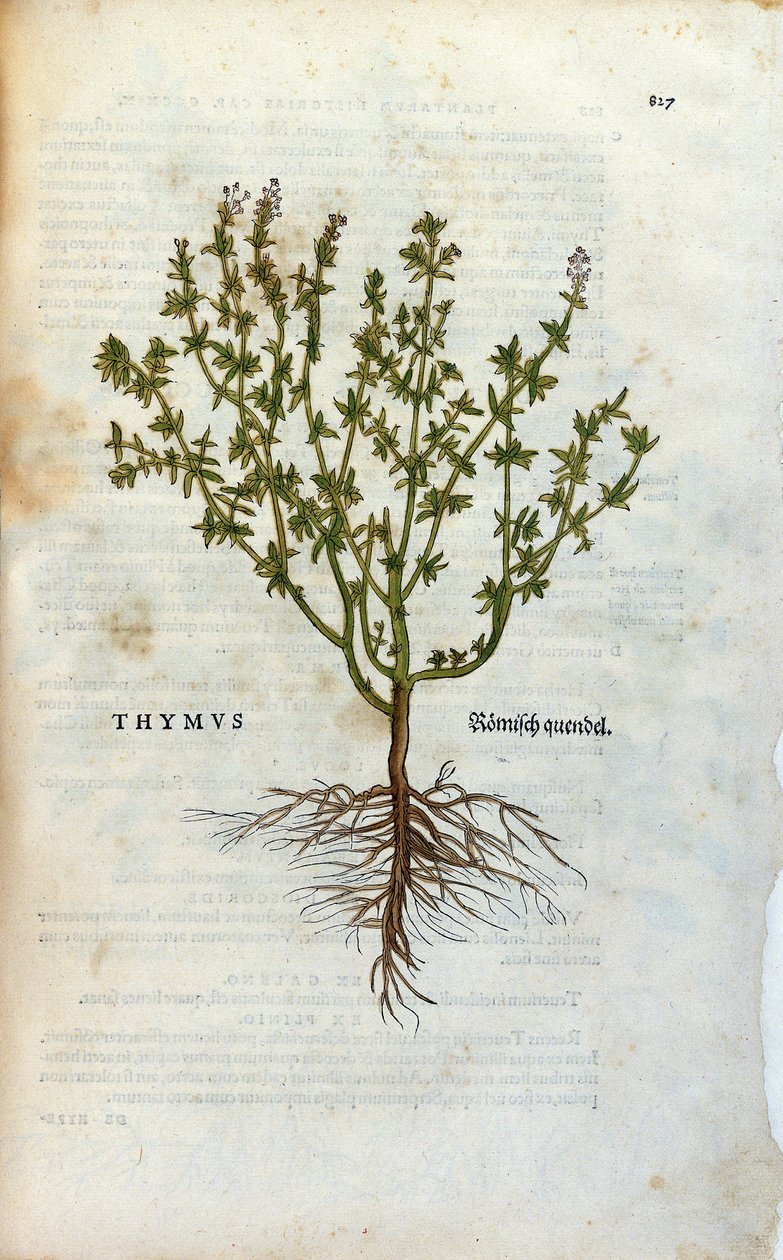 Botanisk platta: Timjan (Thymus) Herbarium av Lheonard Fuchs, "History of Stirpium", Bale av Unknown artist
