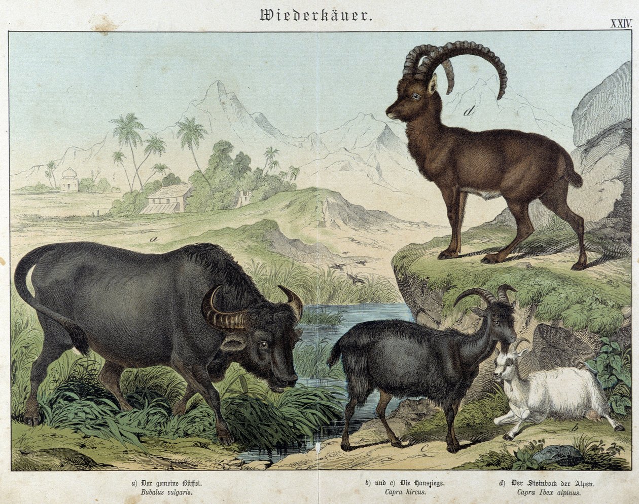 Buffel, get, get och stenbock - i "" Natural histories of mammals"", red. Schreiber av Unknown artist