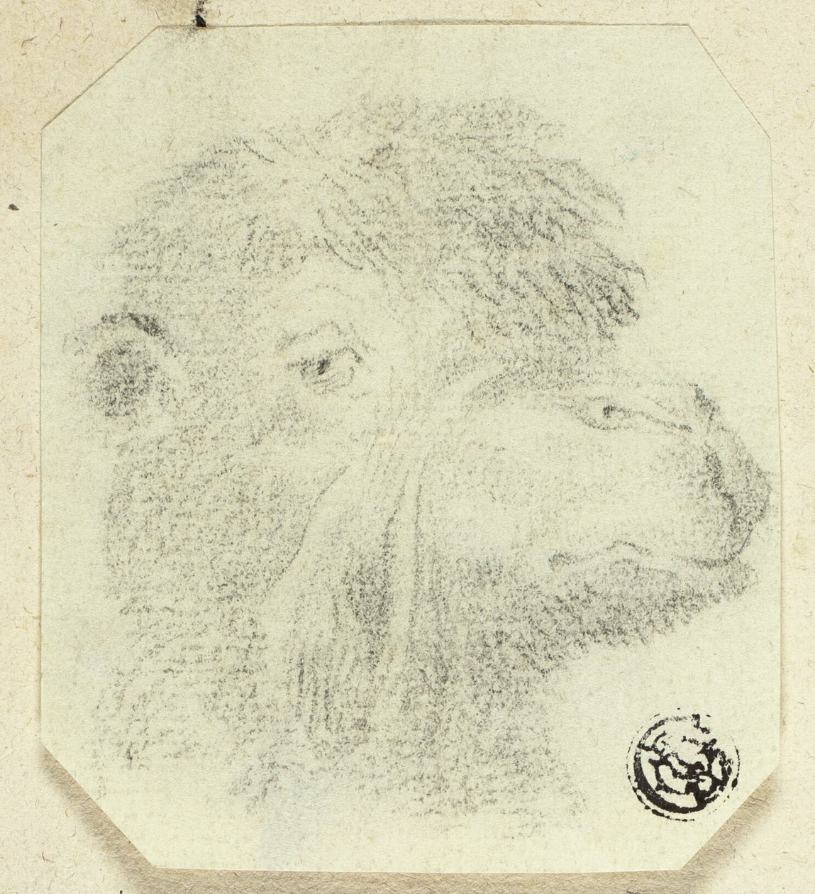 Kamelhuvud vänd åt höger av Unknown artist