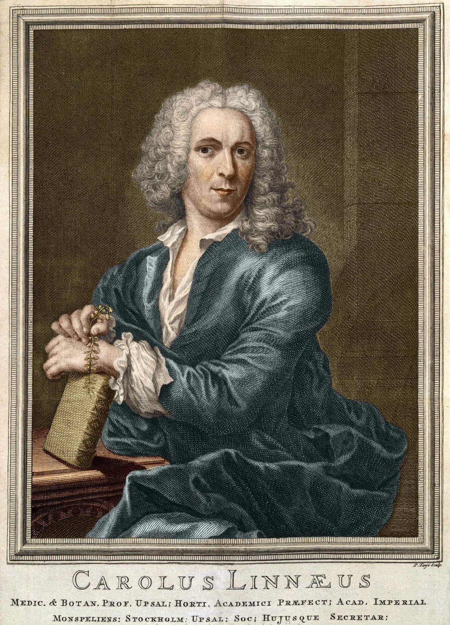 Carl Von Linné svensk naturforskare och författare (1707 - 1778) av Unknown artist