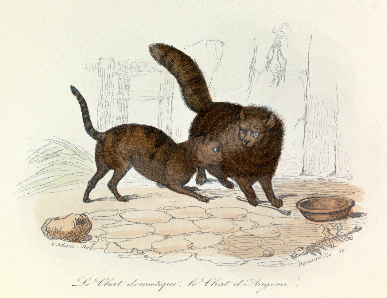 Katter: Tam- och angorakatter; Cuviers och Linnés klassificering (gravyr) av Unknown artist