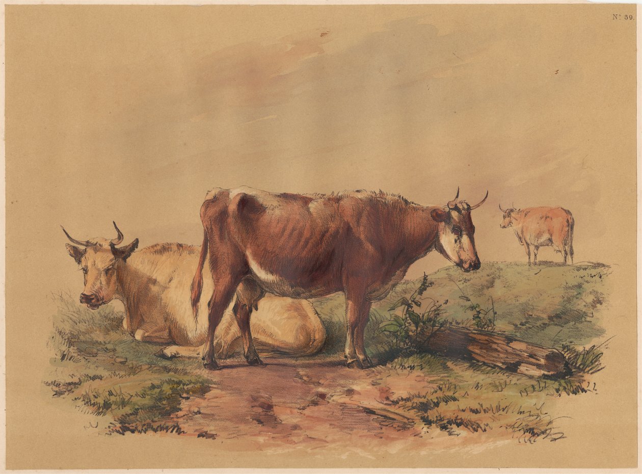 Nötkreatur av Unknown artist