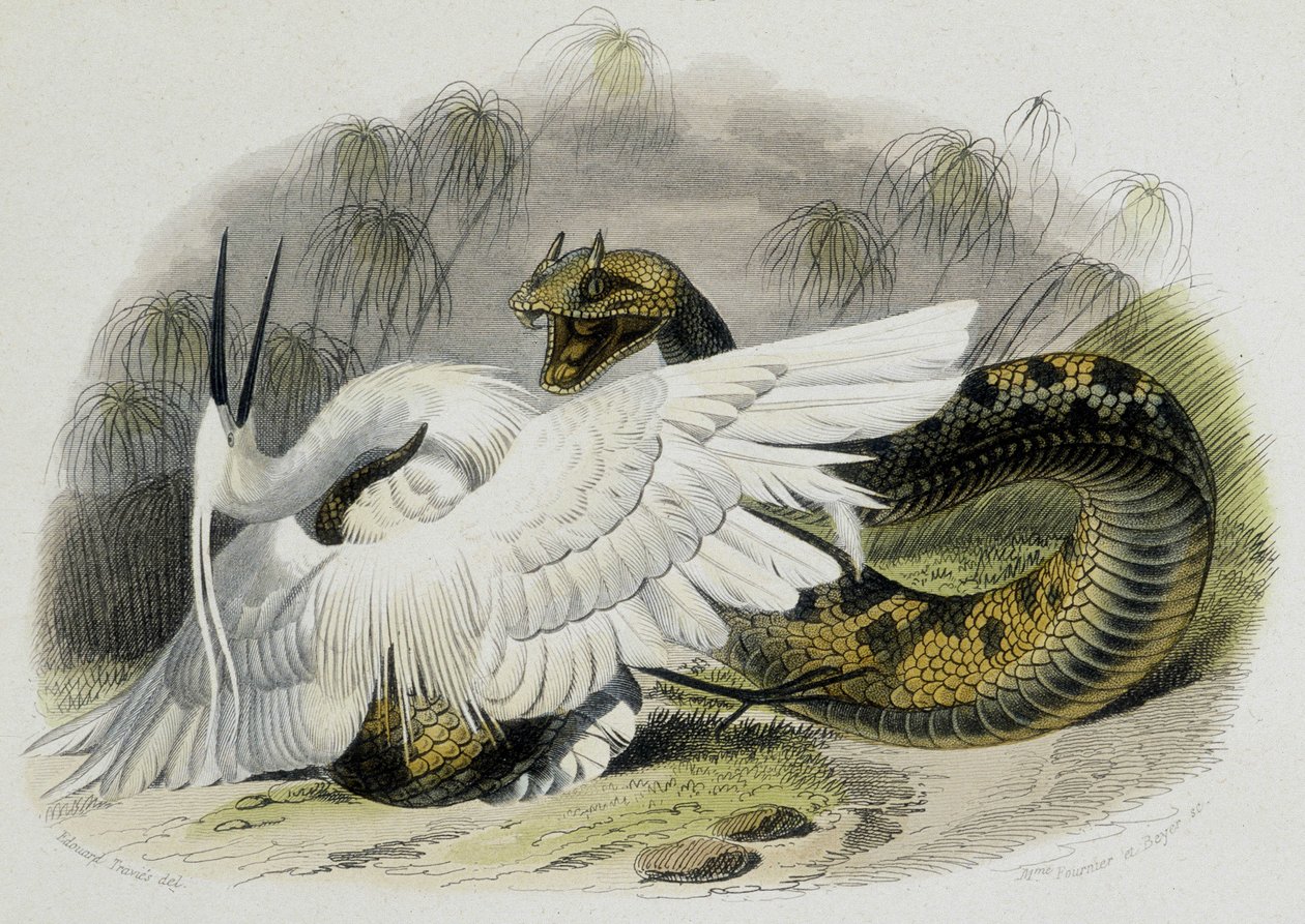 Ceraste (snake of the viper family) beating a bird. 19th century engraving from the drawing of the French naturalist Lacepede (1756-1709). av Unknown artist