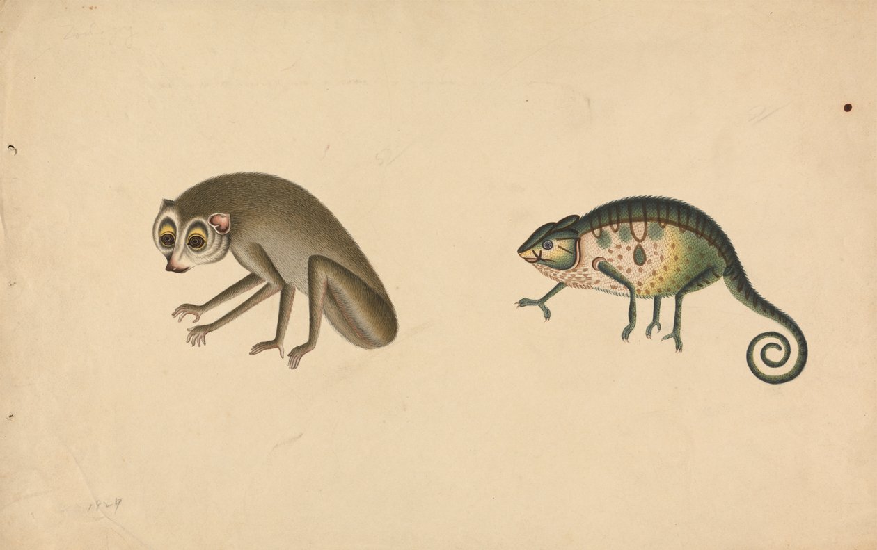 Kameleont och ett däggdjur av Unknown artist