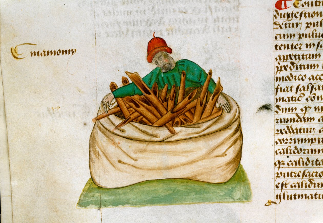 Kanel Säljare Beskrivning av medicinalväxter och hur man förbereder dem. Manuskriptsida “” Treats on herbs”” (Tractatus de herbis) av Pedanius Dioscorides (Dioscorides) (40-90 AD) Lat.1152 av Unknown artist
