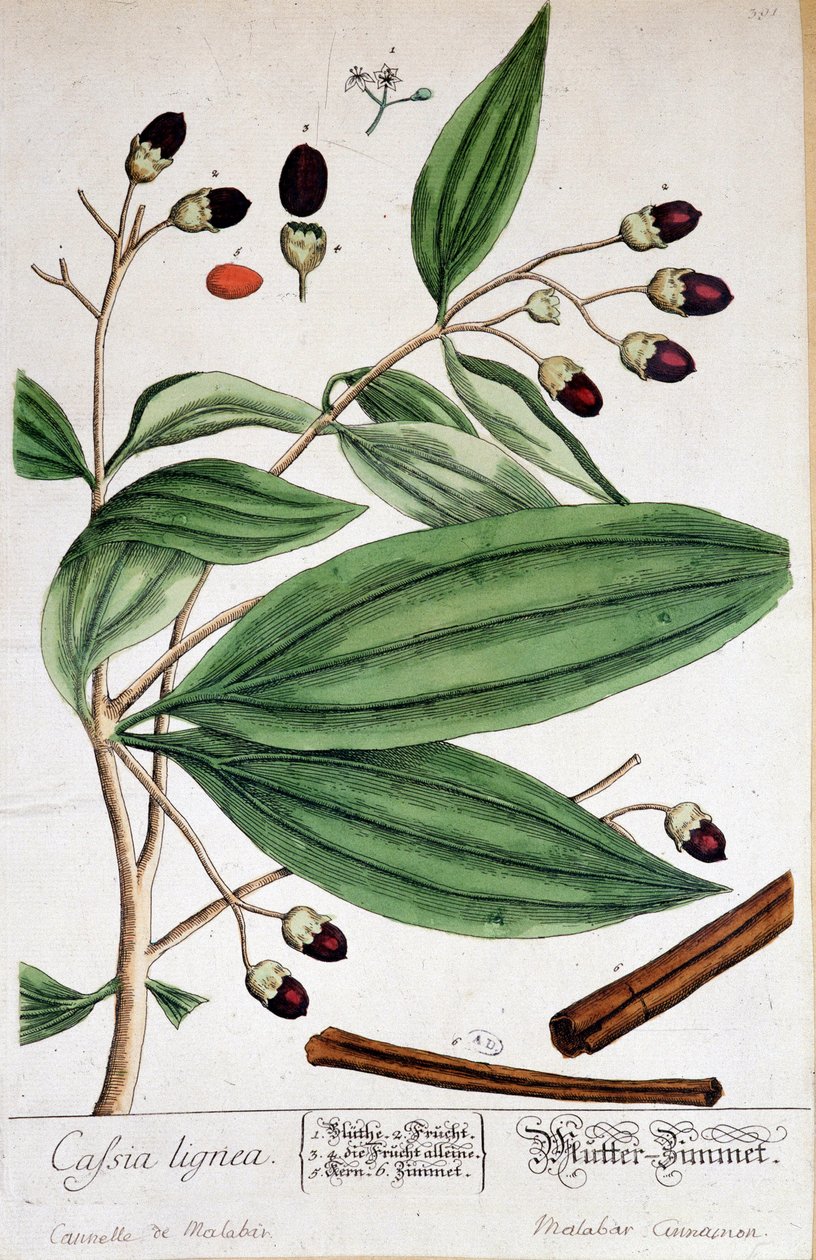 Cinnamon de Malabar (Indien) - botanisk bräda av Unknown artist