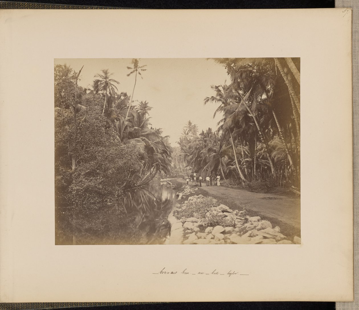 Kakaonötslund nära Galle, Ceylon av Unknown artist