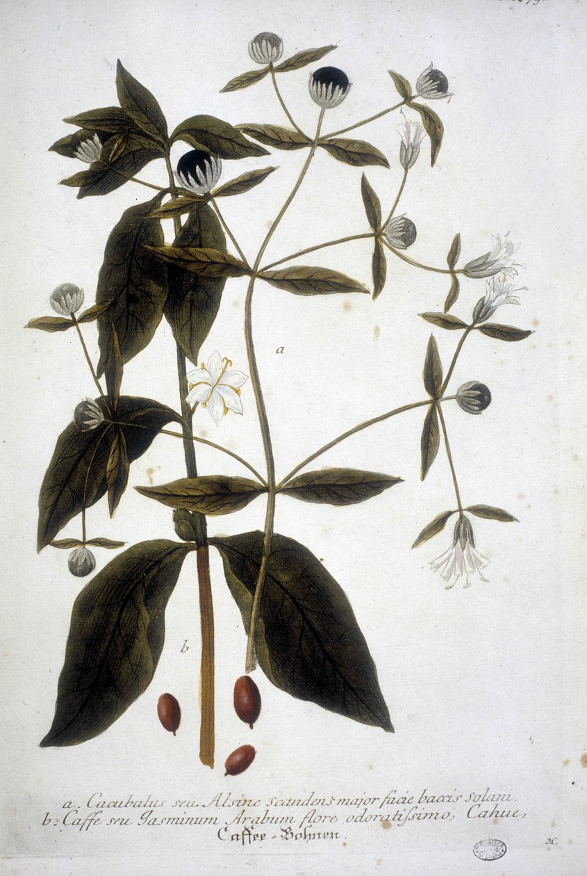 Kaffefröväxt i ett 1800-talsherbarium. av Unknown artist