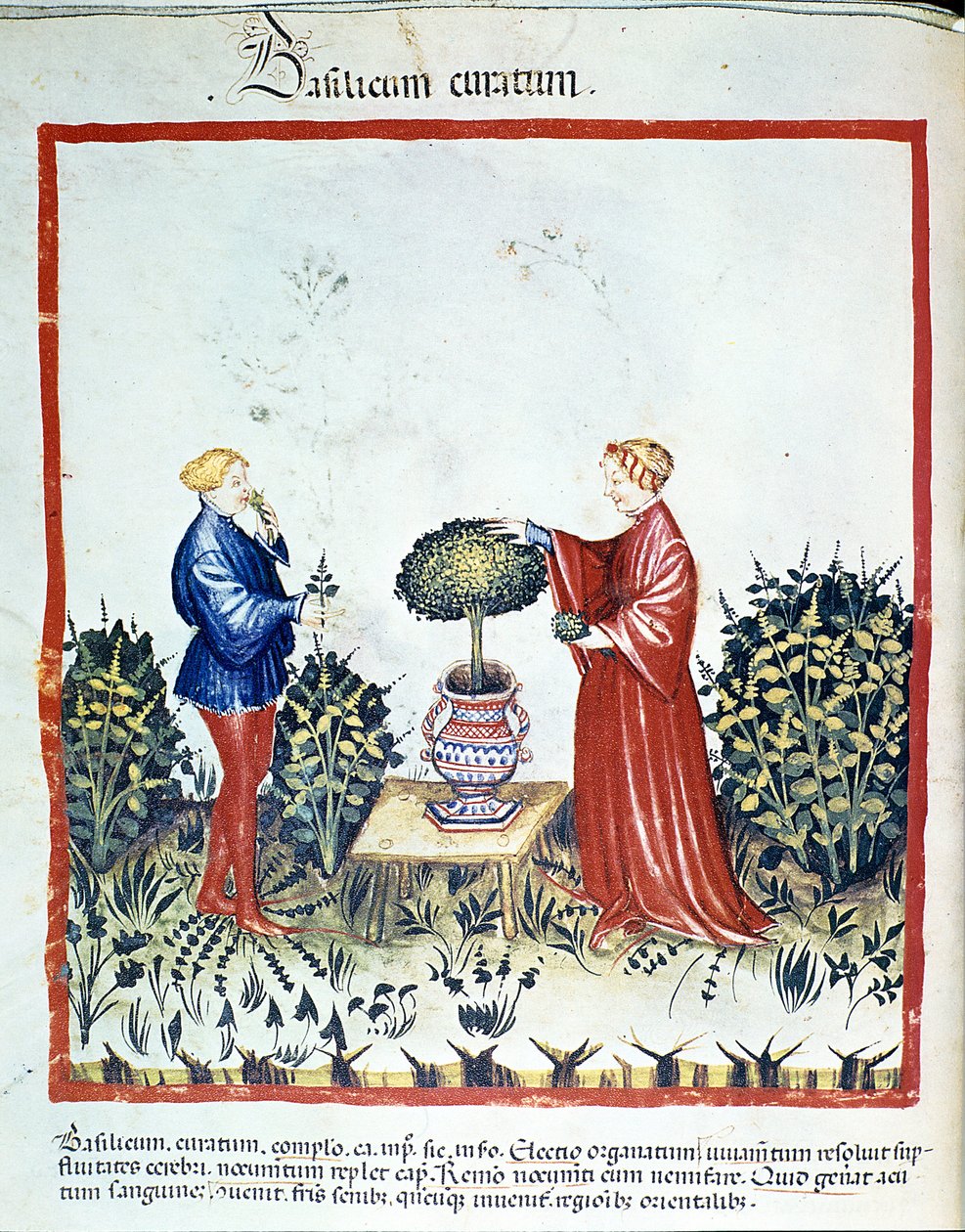Samla basilika. Belysning från handeln med medicin och dietet "" Tacuinum sanitatis"" efter handeln med medicin "" Kitabtaqwim as-sihha"" ("Kitabtaqwim as sihha") av Ibn Butlan av Unknown artist