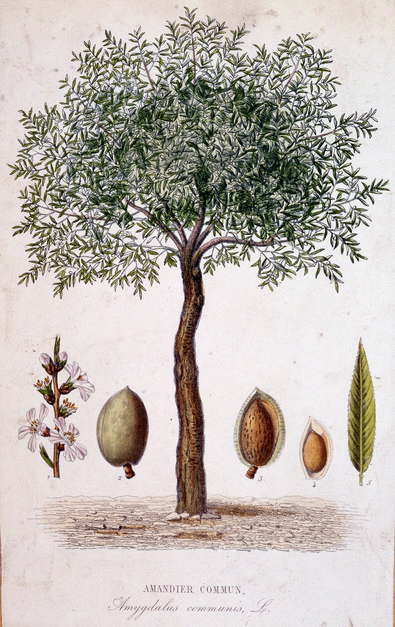 Vanligt mandelträd - botanisk tavla av Unknown artist