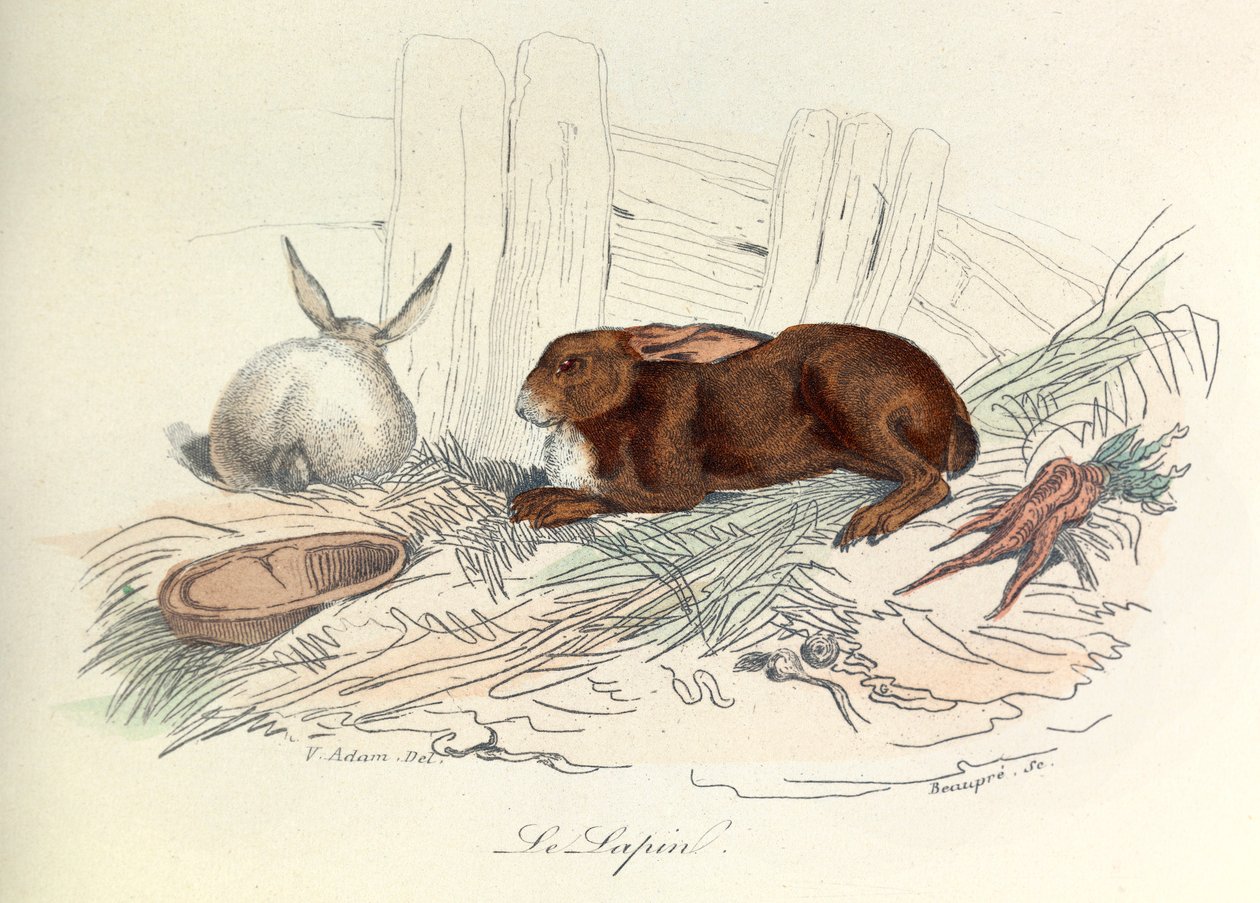 "Completes de Buffon" med Linneenes nomenklatur och Cuviers klassificering: Djur: Le rabbit (gravyr) av Unknown artist