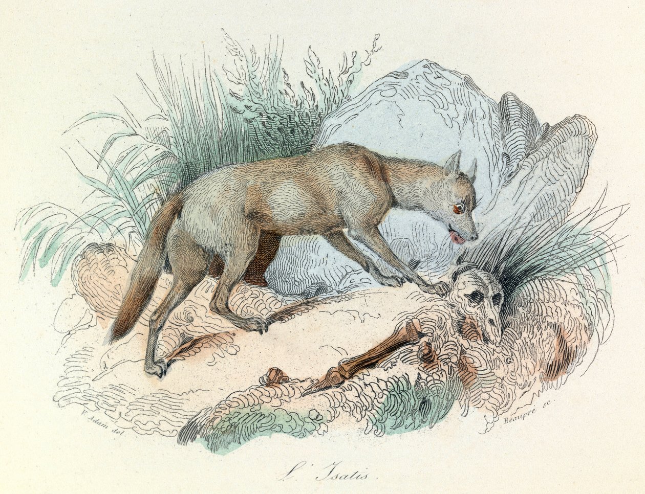 "Completes de Buffon" med Linneenes nomenklatur och Cuviers klassificering: Djur: Le fox arctic (gravyr) av Unknown artist