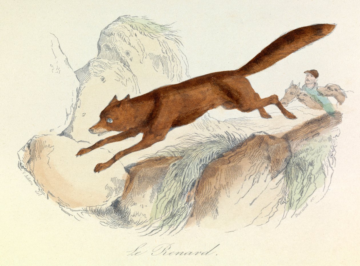 "Completes de Buffon" med Linneenes nomenklatur och Cuviers klassificering: Djur: Le fox (gravyr) av Unknown artist