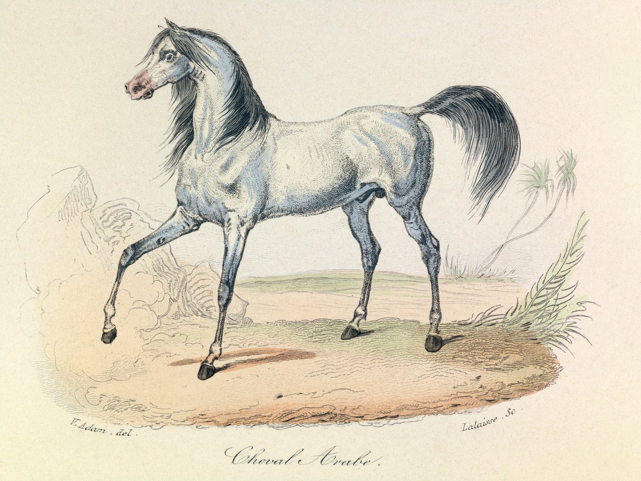 "Completes de Buffon" med Linneenes nomenklatur och Cuviers klassificering: Les animaux: Cheval Arabe (gravyr) av Unknown artist