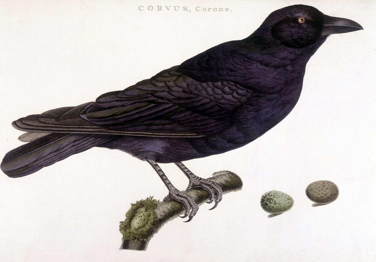 Corone raven - naturhistorisk styrelse av Unknown artist