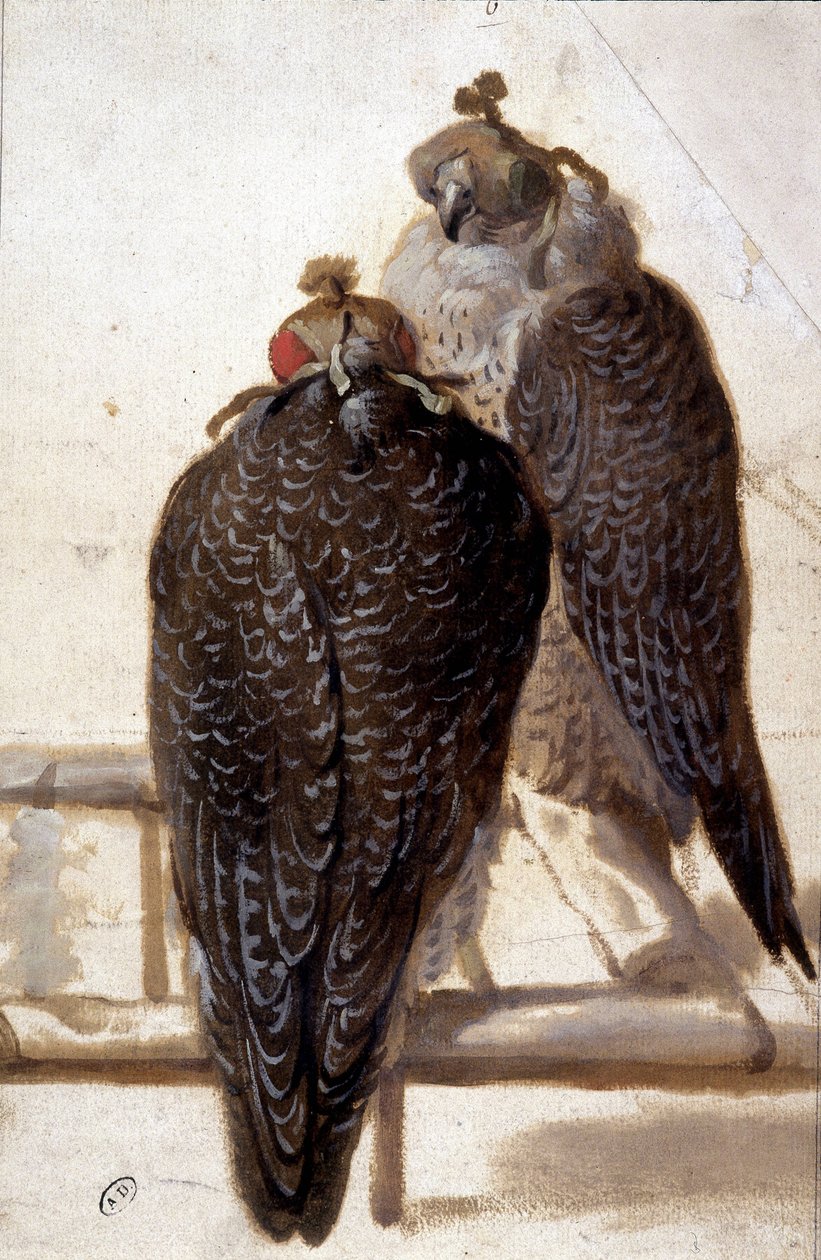 Ett par hökar. 1700-talsteckning. av Unknown artist