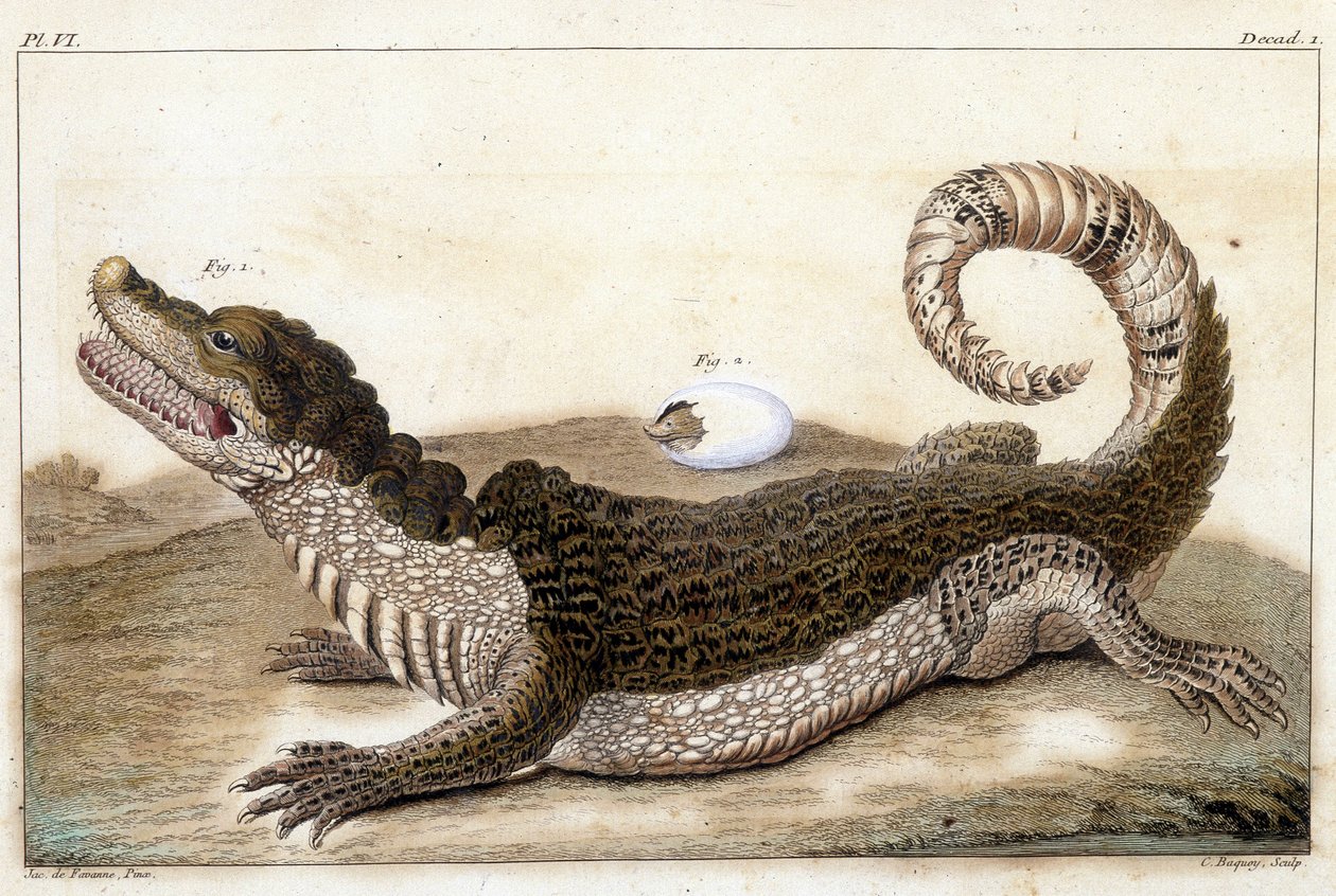 Crocodile of Surinam (Cayman) - i "" Vad är mer intressant och nyfiken bland djur och mineraler för att tjäna som intelligens till den allmänna historien om de tre naturens regeringar"" av Buchoz, sent 18th S.¿ av Unknown artist