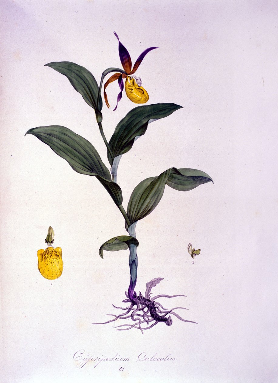 Cypripedium calceolus: typ av orkidé. av Unknown artist