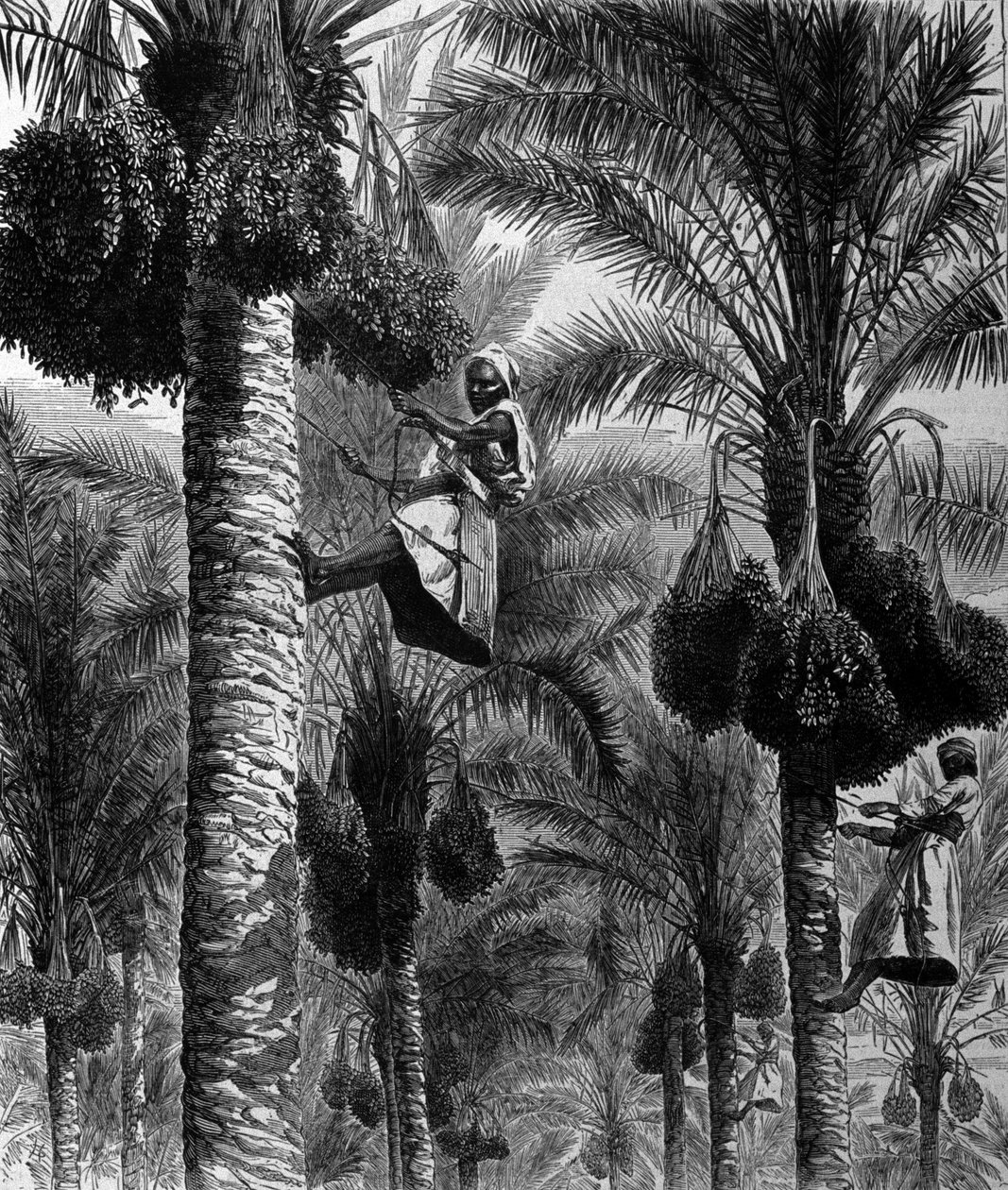 Datumplockning i Ceylon (nuvarande Sri Lanka) 1800-talsgravyr av Unknown artist