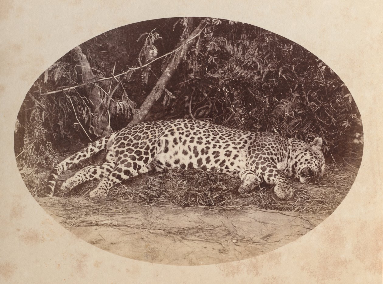 Död leopard av Unknown artist