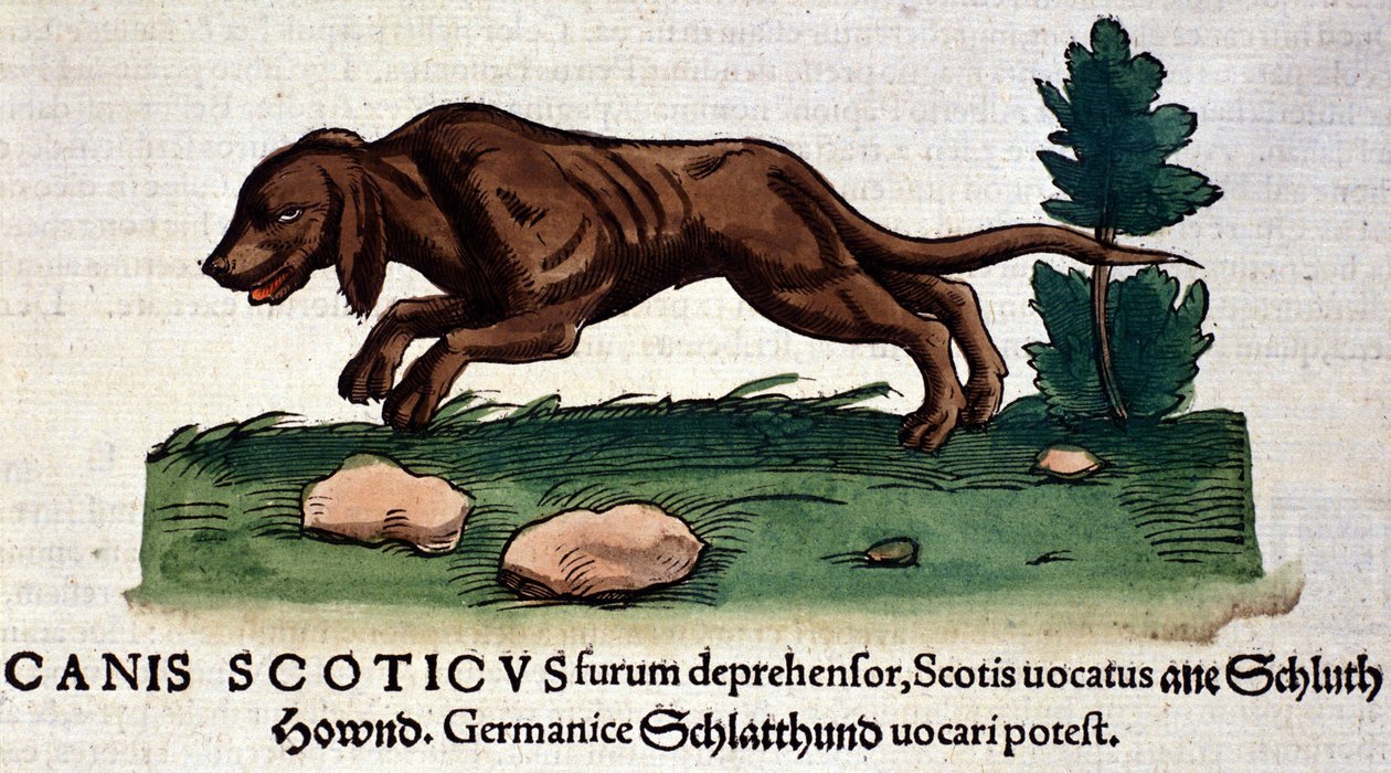 Hund från Historia Animalium av Conrad Gesner, Tiguri 1560. Biblioteca Nazionale Braidense. Milano av Unknown artist