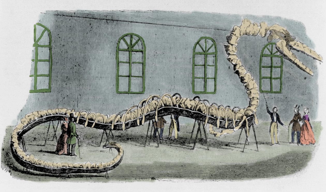 Dr Albert C. Kochs falska havsorm. Skelettet var monterat med ben från olika djur. Ormen fick namnet "Hydrarcus Silimanni". Han ställdes ut i New York med stor framgång 1845. När bedrägeriet upptäcktes sprang Koch och gick tillbaka till av Unknown artist