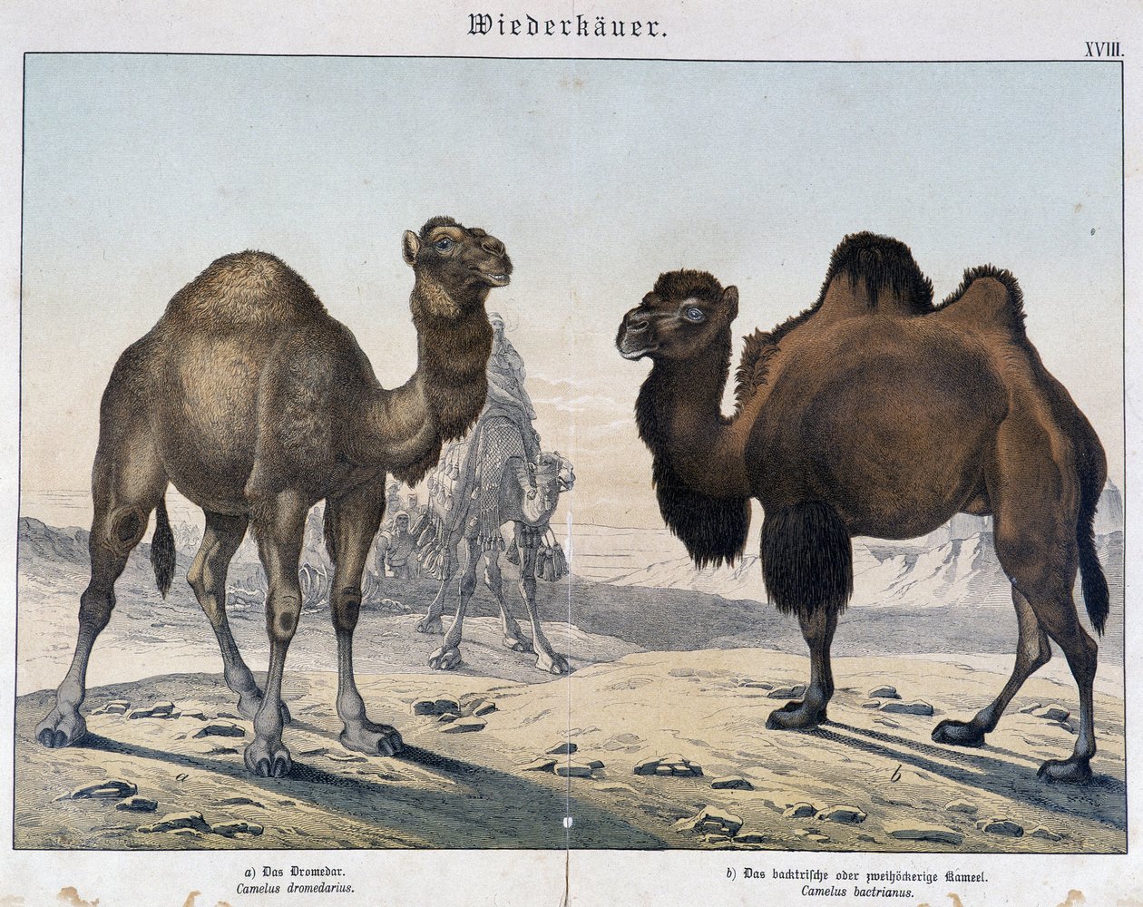 Dromedar och kamel - i "" Natural histories of mammals", red. Shreiber, München av Unknown artist