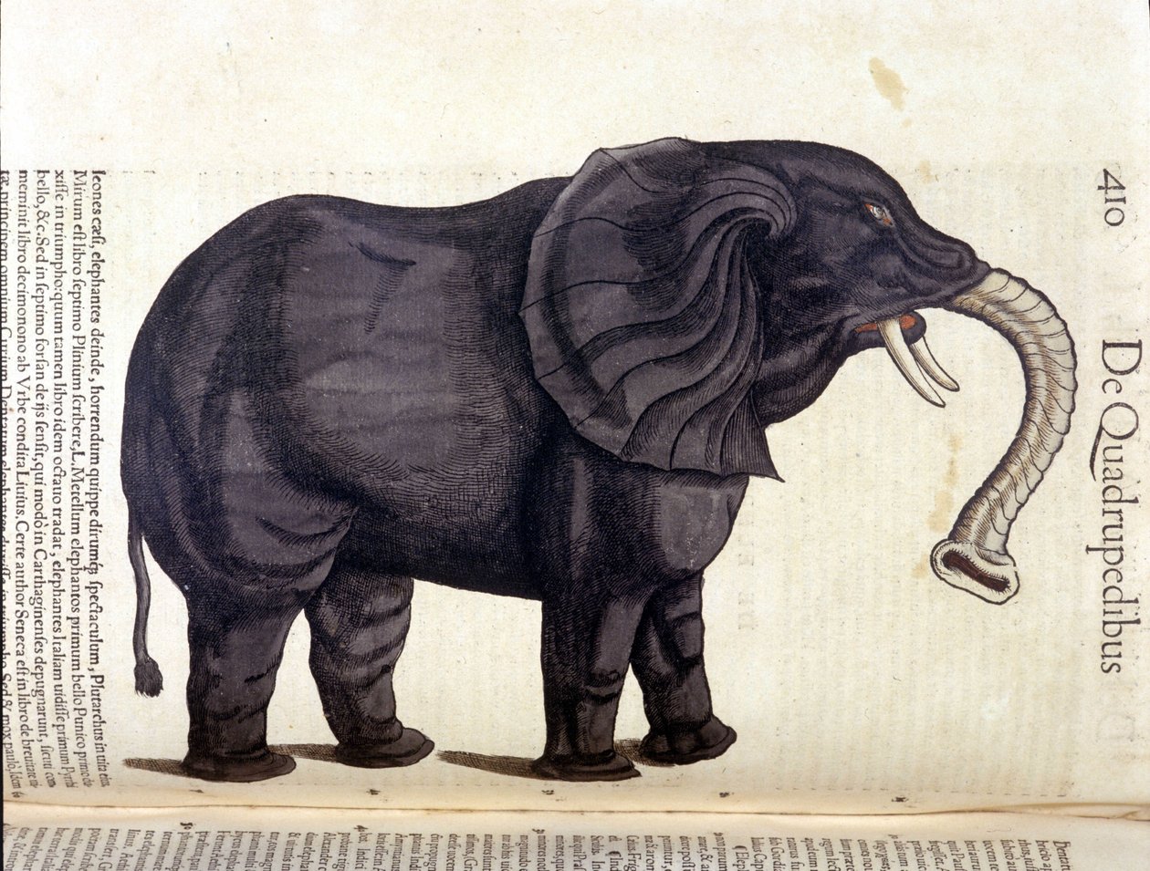 Elefant från Historia Animalium av Conrad Gesner, Tiguri 1560. Biblioteca Nazionale Braidense. Milano av Unknown artist